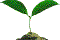 bud
